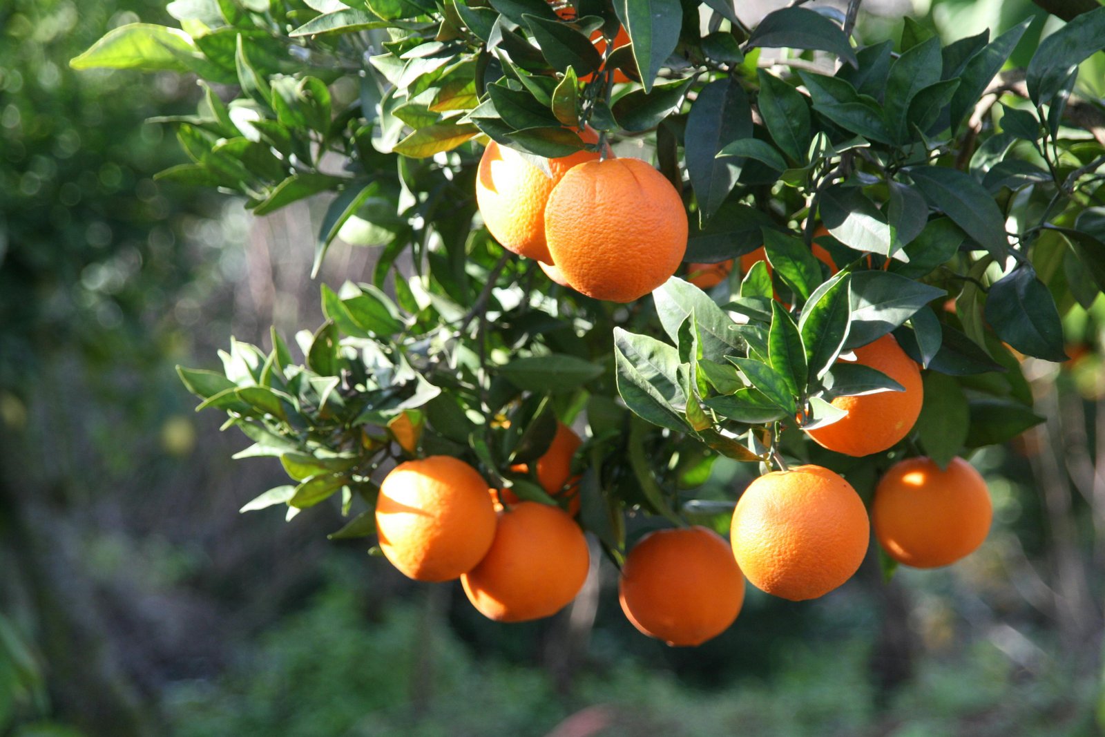 Plantas Frutíferas